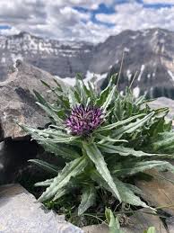 Attēlu rezultāti vaicājumam “Saussurea esthonica”