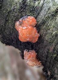 Attēlu rezultāti vaicājumam “Craterocolla cerasi”