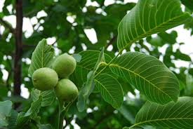 Attēlu rezultāti vaicājumam “Juglans x sinensis”