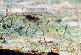 Attēlu rezultāti vaicājumam “Chaenotheca trichialis”