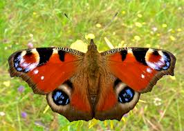 Attēlu rezultāti vaicājumam “Inachis io”