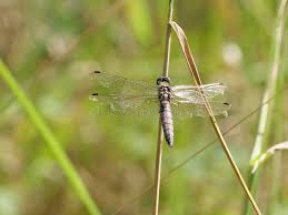 Attēlu rezultāti vaicājumam “Libellula depressa male”