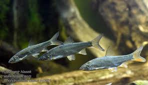 Image result for Chondrostoma nasus