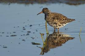 Attēlu rezultāti vaicājumam “Philomachus pugnax”