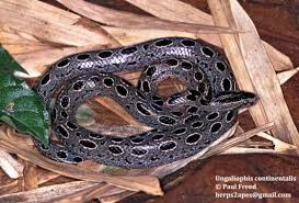 Attēlu rezultāti vaicājumam “Badhamia flavoglauca sessile”