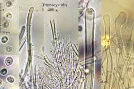 Attēlu rezultāti vaicājumam “Hyphodontia barba-jovis”