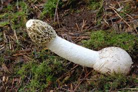 Attēlu rezultāti vaicājumam “Phallus impudicus”