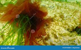 Attēlu rezultāti vaicājumam “Enteromorpha sp.”