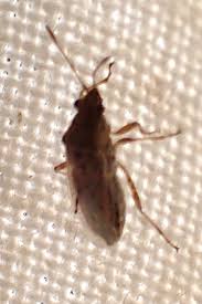 Attēlu rezultāti vaicājumam “Kleidocerys resedae imago”