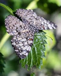 Attēlu rezultāti vaicājumam “Badhamia nitens macro”