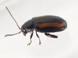 Attēlu rezultāti vaicājumam “Phyllotreta sp.”