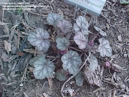 Image result for Heuchera `Swirling Fantasy`