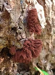 Attēlu rezultāti vaicājumam “Stemonitis marjana stalked”