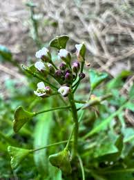 Attēlu rezultāti vaicājumam “Capsella bursa-pastoris bud”