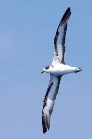 Image result for Pterodroma hasitata