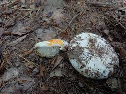 Attēlu rezultāti vaicājumam “Lactarius bertillonii”