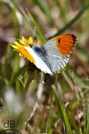 Attēlu rezultāti vaicājumam “Anthocharis cardamines”