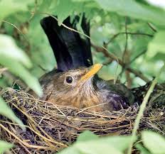 Attēlu rezultāti vaicājumam “Turdus merula nest”