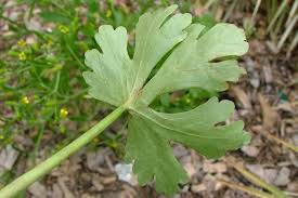 Attēlu rezultāti vaicājumam “Ranunculus sceleratus”