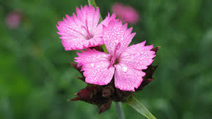 Image result for Dianthus carthusianorum