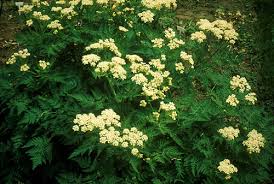 Image result for Myrrhis odorata