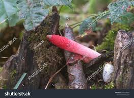 Attēlu rezultāti vaicājumam “Mutinus ravenelii”