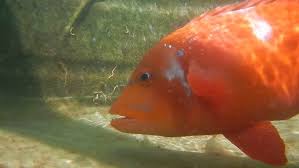 Image result for Chrysoblephus laticeps