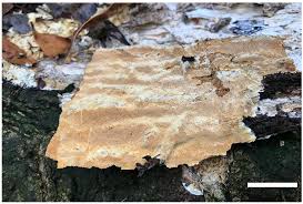 Attēlu rezultāti vaicājumam “Perenniporia medulla-panis”