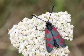Attēlu rezultāti vaicājumam “Zygaena filipendulae exuvia”