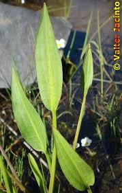 Attēlu rezultāti vaicājumam “Alisma lanceolatum leaf”