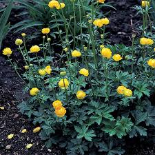 Attēlu rezultāti vaicājumam “Trollius europaeus”