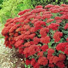 Image result for Chrysanthemum spectabile