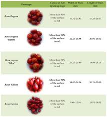 Attēlu rezultāti vaicājumam “Rosa villosa fruit”