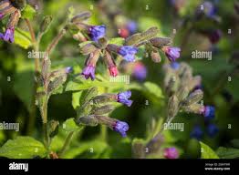 Attēlu rezultāti vaicājumam “Pulmonaria obscura flower”