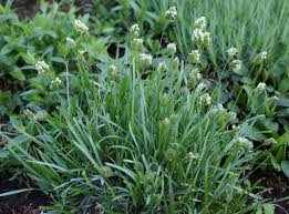 Attēlu rezultāti vaicājumam “Sesleria caerulea leaf”