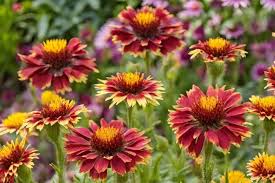 Image result for Gaillardia