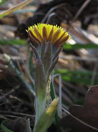 Attēlu rezultāti vaicājumam “Tussilago farfara bud”