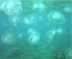 Attēlu rezultāti vaicājumam “Scyphozoa”