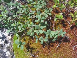 Attēlu rezultāti vaicājumam “Vaccinium uliginosum bud”