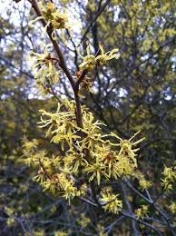 Attēlu rezultāti vaicājumam “Hamamelis virginiana flower”