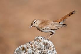 Image result for Cercotrichas galactotes