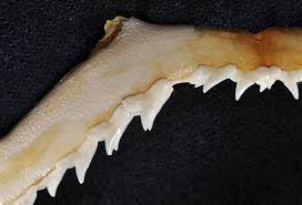 Image result for Rhizoprionodon terraenovae