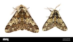 Attēlu rezultāti vaicājumam “Biston strataria”