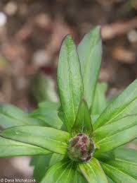Attēlu rezultāti vaicājumam “Antirrhinum majus leaf”