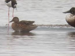 Attēlu rezultāti vaicājumam “Anas clypeata”