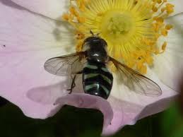 Attēlu rezultāti vaicājumam “Didea alneti”