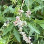 Attēlu rezultāti vaicājumam “Fallopia convolvulus fruit”