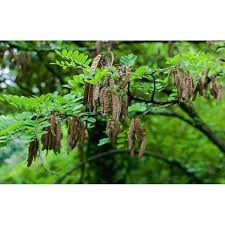 Attēlu rezultāti vaicājumam “Robinia pseudoacacia fruit”
