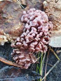 Attēlu rezultāti vaicājumam “Ascocoryne sarcoides”