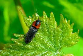 Attēlu rezultāti vaicājumam “Cardiophorus ruficollis”